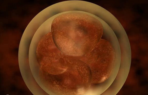 广医三院胚胎保存每月要缴纳100元