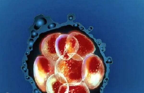 试管性别比例与自然受孕并无显著差异