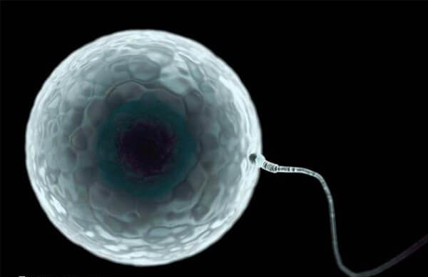 囊胚培育需要5到7天时间