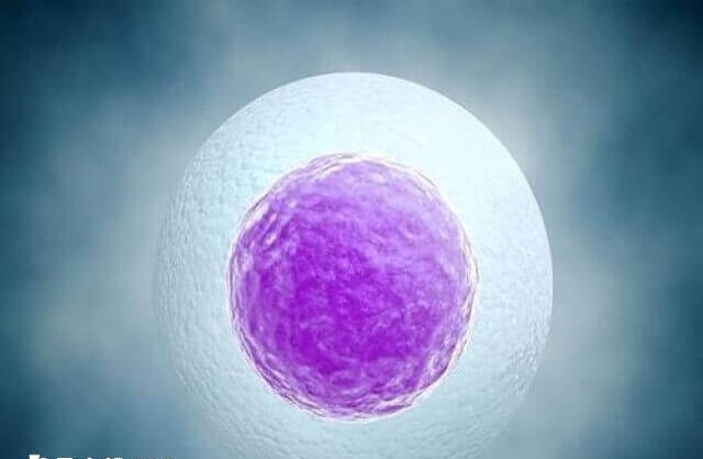 人工授精通常在排卵期前后各做一次