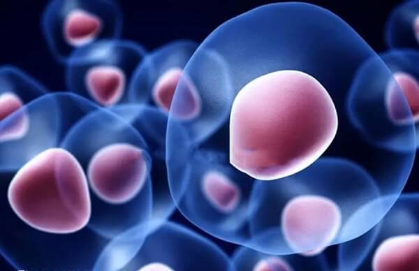 情绪稳定对于促进胚胎着床非常重要