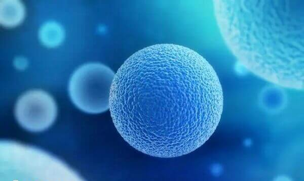 夜针艾泽有控制女性排卵时间的作用