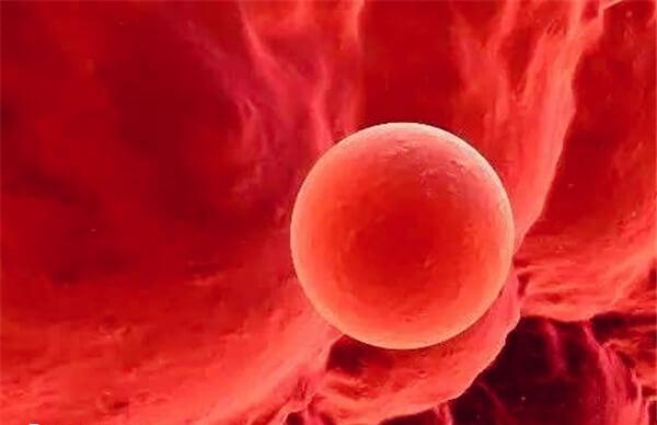 移植囊胚4bb的成功率大概在50%左右