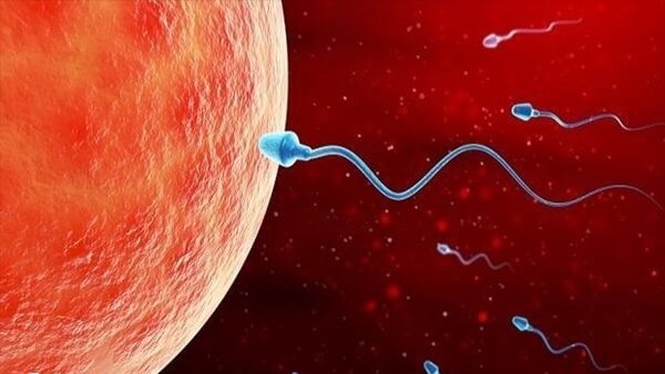 排卵期同房怀孕的概率会比较大