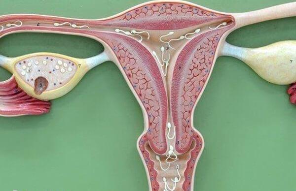 内膜薄对试管婴儿的影响