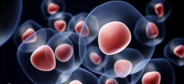 造血干细胞移植