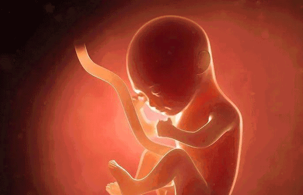 胚胎结果的时间由胚胎质量决定