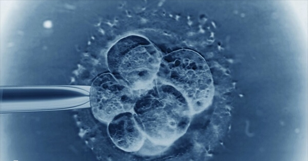 4bb囊胚属于优质胚胎