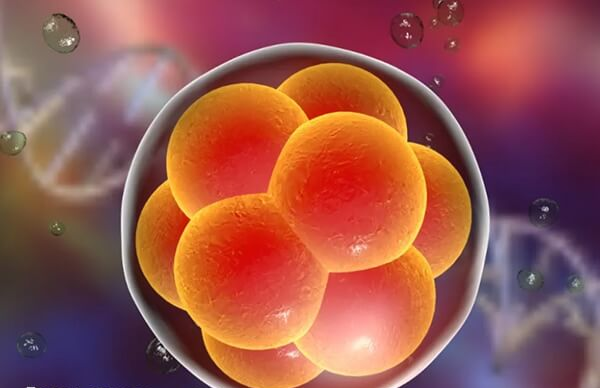 移植一个胚胎也可能是双胞胎