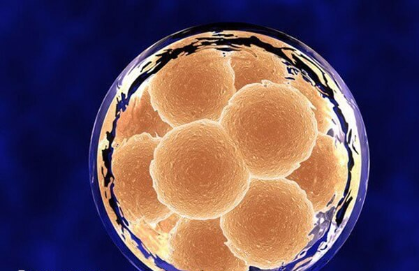 冻胚移植失败后要行调整恢复