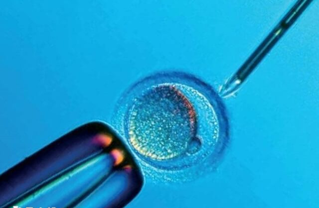 10细胞1级胚胎是优质的胚胎