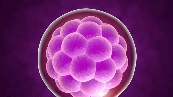 单胎移植是实现安全有效ART的首选方法