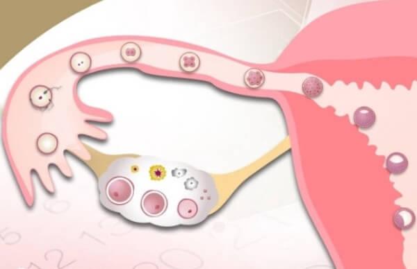 试管促排卵需要一定时间