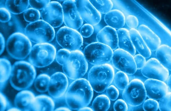 b超下看不出空卵泡