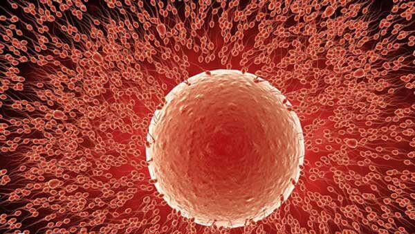 为提高卵子质量可注射赛增