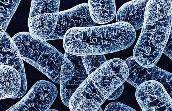 PQQ非常适合免疫力下降人群