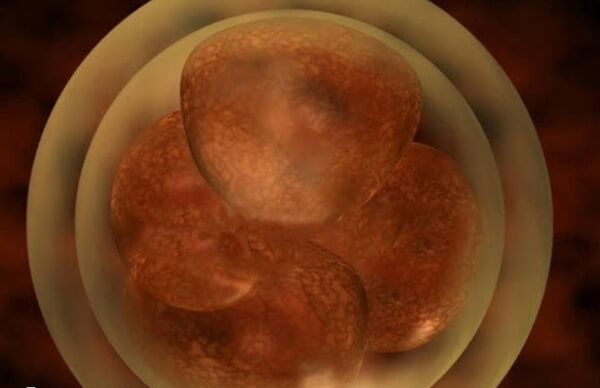 孕妇营养不良是胚胎发育慢的原因之一