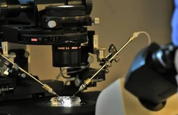 胚胎培育也是做供精试管的流程之一