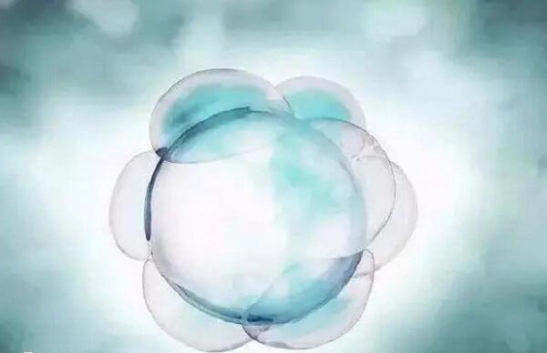 一卵多精的胚胎通常存在发育潜能低