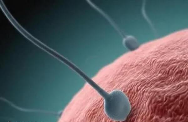 女方和男方的身体评估是辅助生殖成功的基础