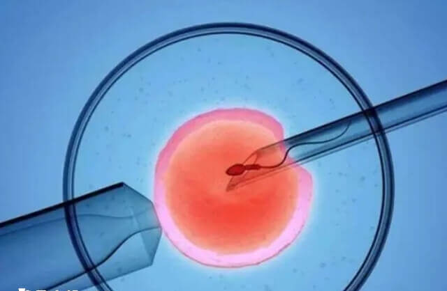 黄体和卵泡囊胚为生理性囊胚