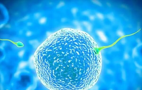 大约有15%会出现试管移植后胎停的情况