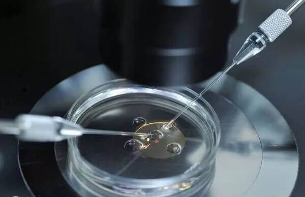 14细胞胚胎并不优质