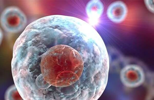 14细胞胚胎属于第3天胚胎