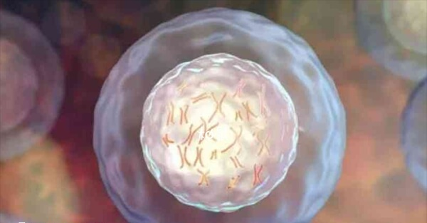 女性年龄是影响胚胎质量的首要因素