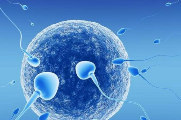 胚胎的外型可以决定试管婴儿的妊娠率吗？