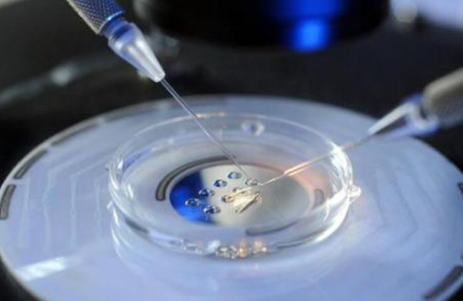 囊胚移植成功率与试管婴儿周期和什么有关？