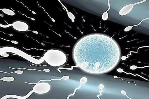广州：提升精子和卵子质量,保证战斗力