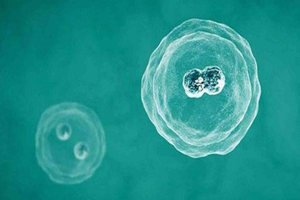 冻胚移植的三种方案，传统周期仅适用年轻女性