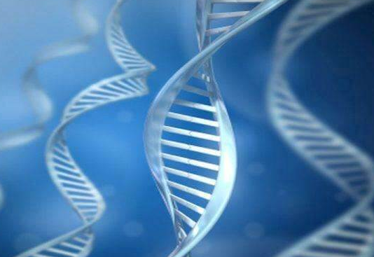 嵌合体囊胚移植后可能修复的三大科学依据