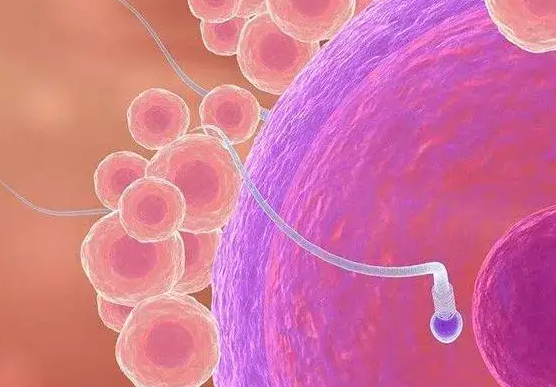 促排后卵泡发育快慢的区别：速度能否说明效果好坏？