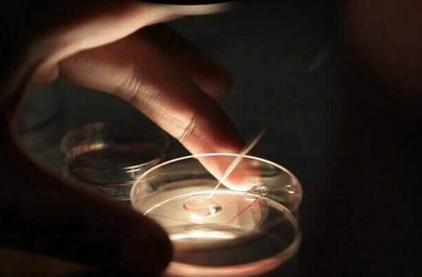 养囊成功率为何低？胚胎质量差或是主因