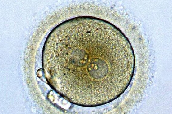 移植囊胚未着床后多久来月经？1-2周内是关键期