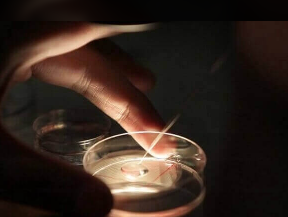 养囊成功率为何偏低?胚胎质量差或是核心瓶颈