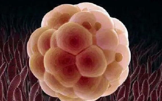 年龄大且卵泡少，三代试管或成优选