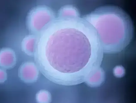 卵泡大小与获卵率:科学数据揭示最佳范围