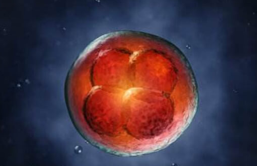 试管移植首次不着床,胚胎质量差或为主因