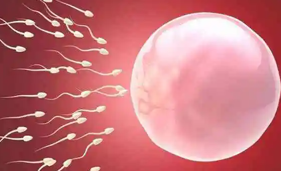 促排卵与自然排卵：质量与成本的全面对比