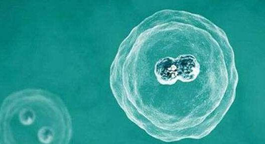 美国试管移植成功着床后，这些要点要牢记