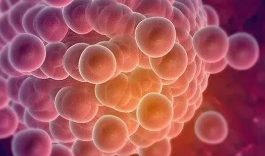 卵泡大小与获卵率：科学解析与实用指南