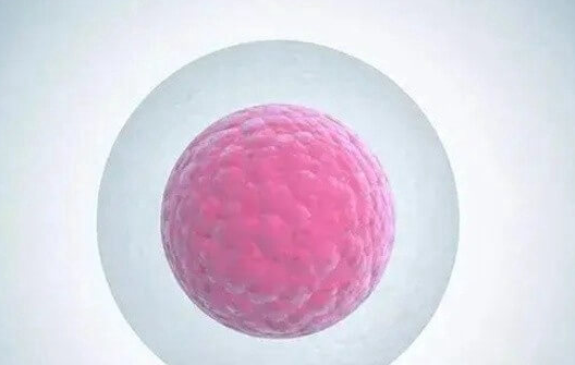 微刺激方案与短方案对比：促排效果与适用场景解析