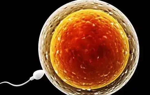 试管婴儿促排卵泡多大取卵？发育成熟是关键