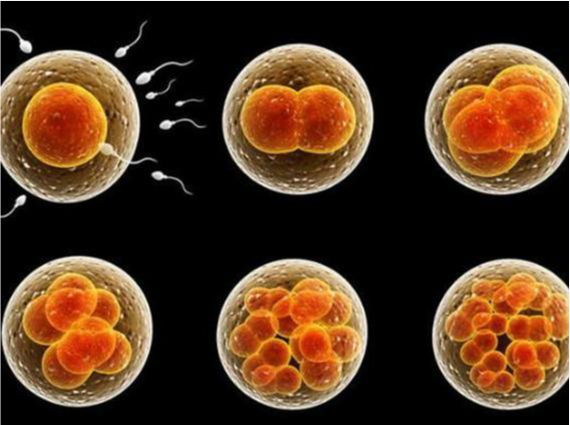 试管婴儿移植后胚胎着床的迹象：马来西亚爱维生育中心的医学解析