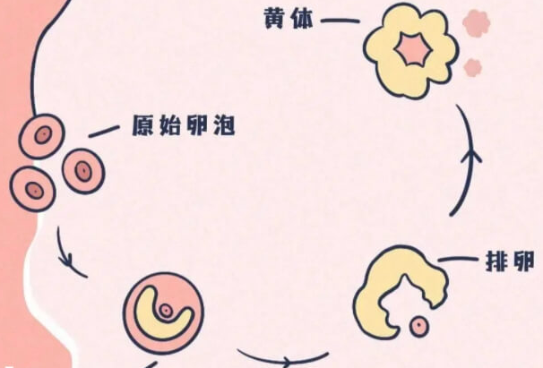 美国试管婴儿会不会发生黄体破裂？原因解析与应对策略