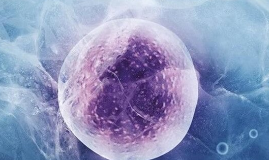 做试管婴儿不能移植鲜胚的4大原因解析