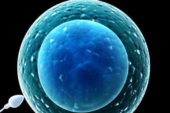 泰国试管胚胎移植后第二天：把握黄金期，提高着床率